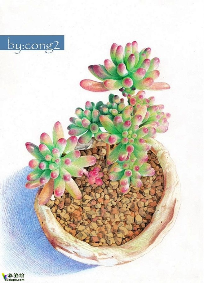 彩铅多肉 （转） 彩铅画