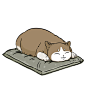 猫