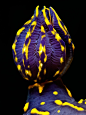 Exotic Fish Velvet Tail