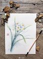 天仙不行地，且借水为名。 #小寒节气.水仙# ​​​​ 