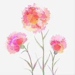 母亲节手绘水彩插画康乃馨插图免抠素材 免费下载 页面网页 平面电商 创意素材 png素材