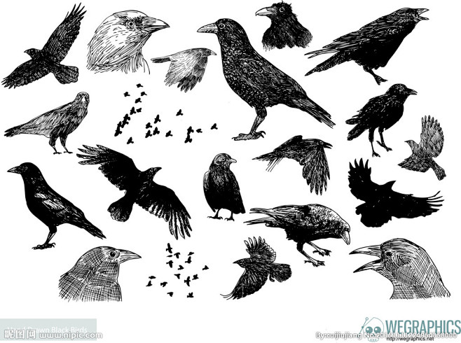 手绘乌鸦