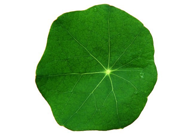 植物素材png