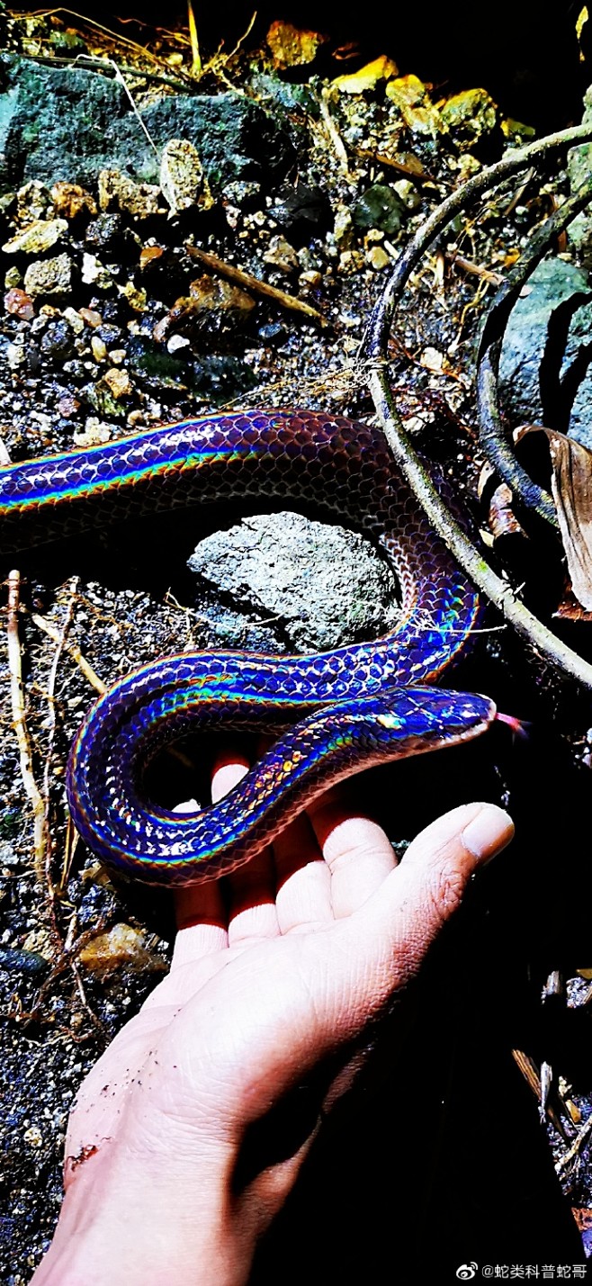 热带雨林真是适合蛇类生长海南闪鳞蛇果然巨大漂亮67676767