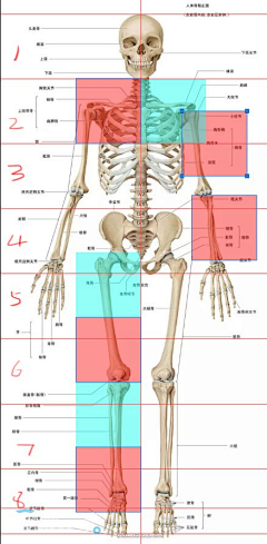 朝日青采集到写实-人体骨骼类参考