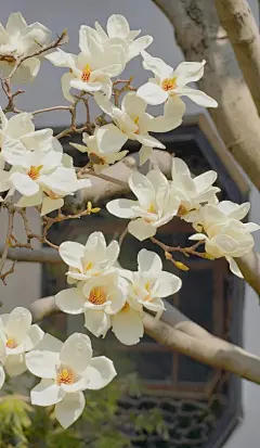 玉蕊冰雪盏，冷香自芳华