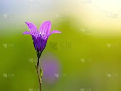 风铃紫花宏钟在一束光里
