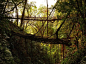 在印度梅加拉亚邦，当地人们巧借自然的力量在山涧之前搭起一座座令人啧啧称奇的树桥。每一座树桥都需要6-7年的成长期，首先需要用竹子搭建出主体结构，然后引导树根在上面错综盘旋，等到竹子自然腐烂之时，密密麻麻的树根桥已经能够承受一名成年人的重量了，这之后，树根会继续生长，桥的质量也会越来越好，基本不需要人工维护，不由得要佩服当地人的智慧和大自然的神奇力量啊！