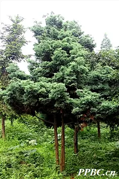 绒柏