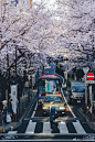 日本 日本樱花季的另一份感动在于，晚上不经意走在小路上，抬头仰望也会有惊喜。 ​​​​