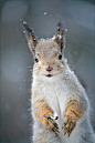 Photograph Smiley Squirrel by Gleb Skrebets on 500px