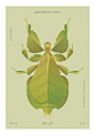几何昆虫在稀疏的植物中穿梭

越南平面设计师和插画家 Hoàng Hoàng 将科学和艺术融合在一系列的插图中，既模拟了昆虫的自然栖息地，又模拟了那些被钉在陈列柜里保存下来的昆虫。昆虫世界系列由各种颜色的条纹、半圆形和其他有棱角的形状组成，这些形状形成了多色的翅膀和圆形的身体。
