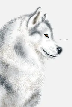 动物主题之狼插画图片大小1000x1478px 图片尺寸1.99 MB 来自PNG搜索网 pngss.com 免费免扣png素材下载！插画#动物主题#公益宣传#广告插画#海报插画#简约风#精美#卡通#狼#手绘#小清新#装饰图案#