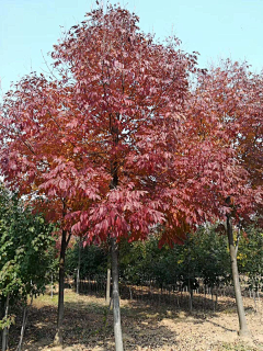 西瓜瓜123采集到北方植物选型