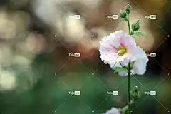 秋季 花壁纸 花 花瓣 美丽的花朵 蜀葵 花卉背景 自然 花园