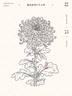 商用的6张菊花插画线稿素材合集大放送 - 小红书