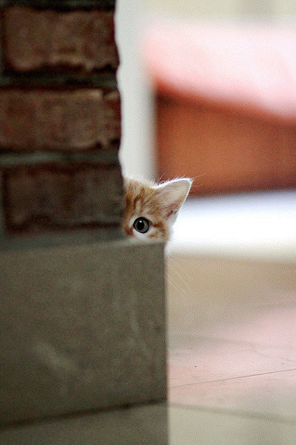 躲猫猫。