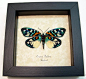 Erasmia Pulchera Verso | Real Butterfly Gifts Framed Butterflies and Insect Displays