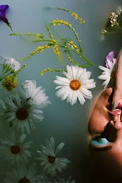 雏菊高清摄影素材