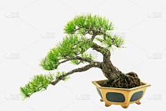 嗨涨知识采集到树