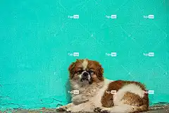 狗 动物 笔记本电脑壁纸 犬类 自由背景 宠物 美丽的壁纸