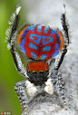 澳生物学家拍孔雀蜘蛛 颜色绚丽十分惊艳--图片频道--人民网