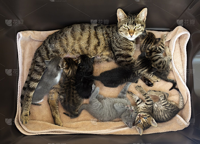 宠物动物;可爱的猫室内。猫宝宝和猫妈妈