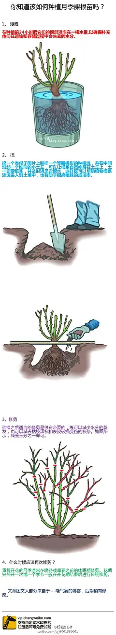 #园艺博士#之#你知道该如何种植月季裸根苗吗？#一张简单的图文结合版清晰明了的告诉你收到月季裸根苗之后该如何去做…………