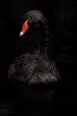 Black Swan in Minocqua, Wisconsin
