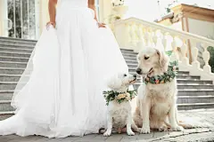 点击来源直接获取大图文件 |Bride and adorable dogs wearing wreathes made of beautiful flowers outdoors, closeup