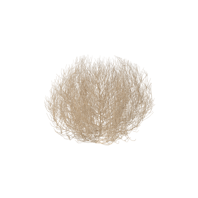 Desert Tumbleweed