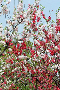 槐花飘香时2013采集到唯美