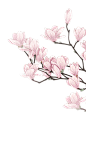 花枝
