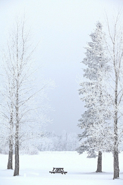 左宁_采集到夜深知雪重，时闻折竹声