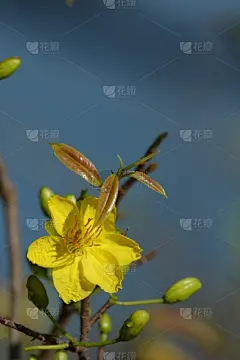 杏花,桃,传统,越南,大叻,壁纸,樱桃,越南新年,传统节日,色彩鲜艳