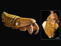 辉煌虾1009采集到海底生物