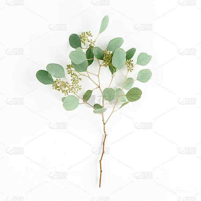 绿色的桉树，树枝和叶子上结着白色背景的浆果状果实。平躺，俯视图。植物的概念素材-花瓣网