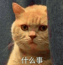 橘猫表情包 [我妈不让我跟傻子玩]