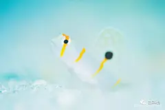 虾虎鱼 | 明仁天皇最爱的鱼有什么花式吃法？ : 本文首发自 【日料栈】 的公众号（日料栈，ID=RyoriStack） 搬运版式有些出入，希望有更好阅读体验的小伙伴可以移步公众号( • ̀ω•́ )✧ 文：碗丸 今年，退位一事让明仁天皇（现改称“上皇”了）再...