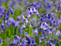 蝴蝶兰花, 大西洋 Hasenglöckchen, Hyacinthoides 非 作为, 春天, 蓝色, 花