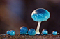 Blue Mycena Mushroom ​​​​