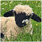 @instantgramstuff on Instagram: “valais blacknose sheep”