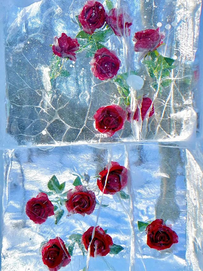 浪漫至死不渝，被艾特来看冰封 玫瑰超赞好...