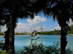 油画蓝天风景 【酷图网】油画,蓝天,白云,风景,海水,天空,椰子树,河水,湖泊