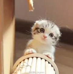 小奶猫高清手机壁纸_百度图片搜索