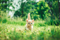 orange tabby kitten in grasses