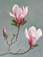 绘画素材1000更561: 玉兰花