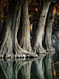 Reflection of cypress trees in the Frio River, Texas, USA.