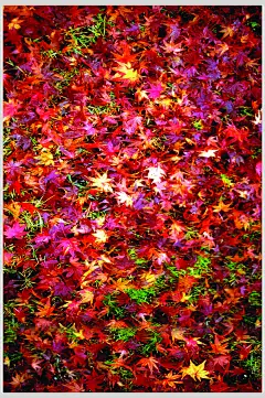 枫叶风景高清壁纸图片