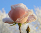 傲立霜雪的玫瑰花(510×409)